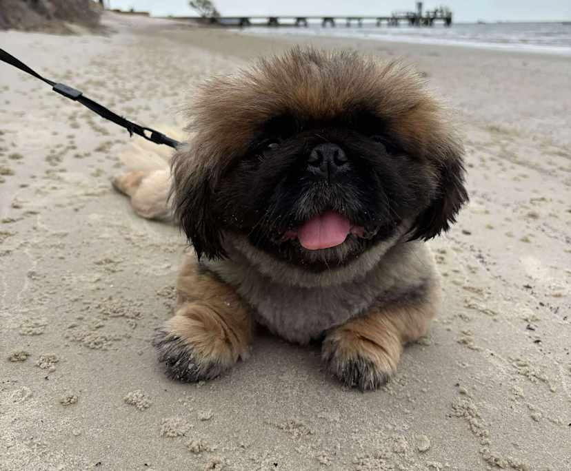 $300, Share-house, 3 bathrooms, Griffin QLD 4503