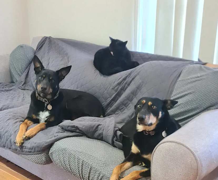 Furnished room in a share house