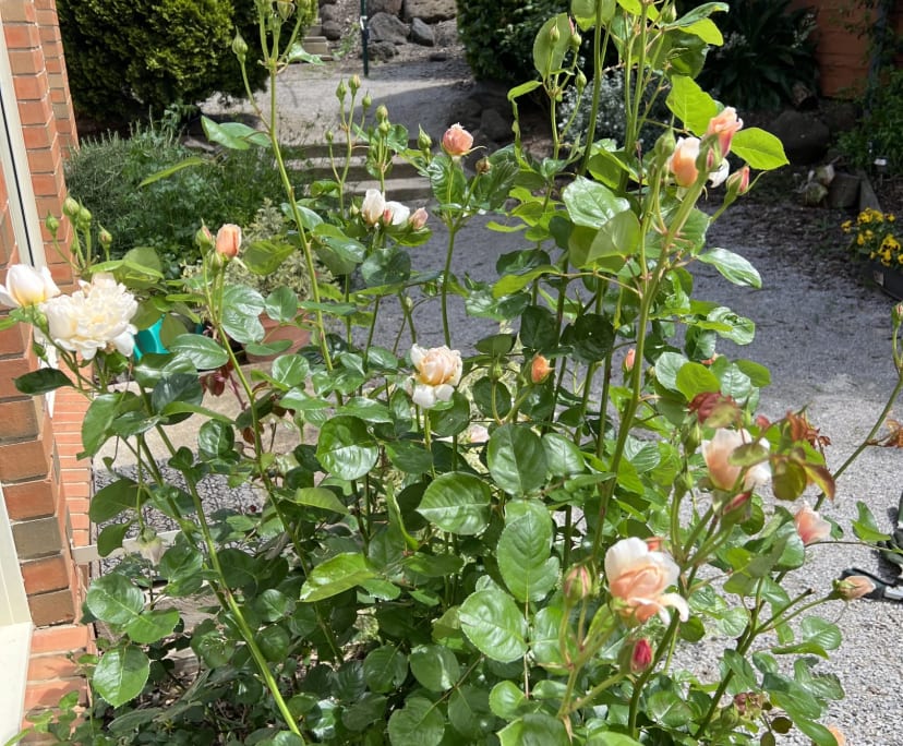 $300, Share-house, 5 bathrooms, Gowanbrae VIC 3043