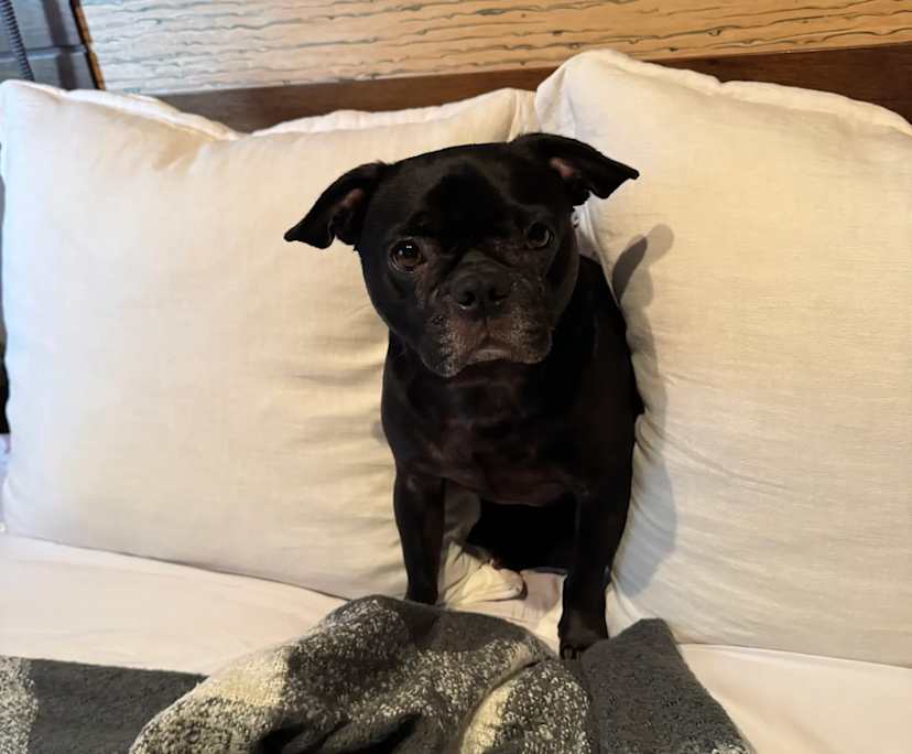 $480, Flatshare, 2 bathrooms, St Leonards NSW 2065