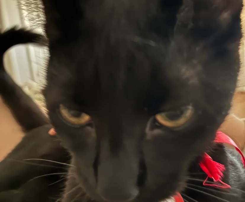 $300-450, Share-house, 4 rooms, Springfield Lakes QLD 4300, Springfield Lakes QLD 4300