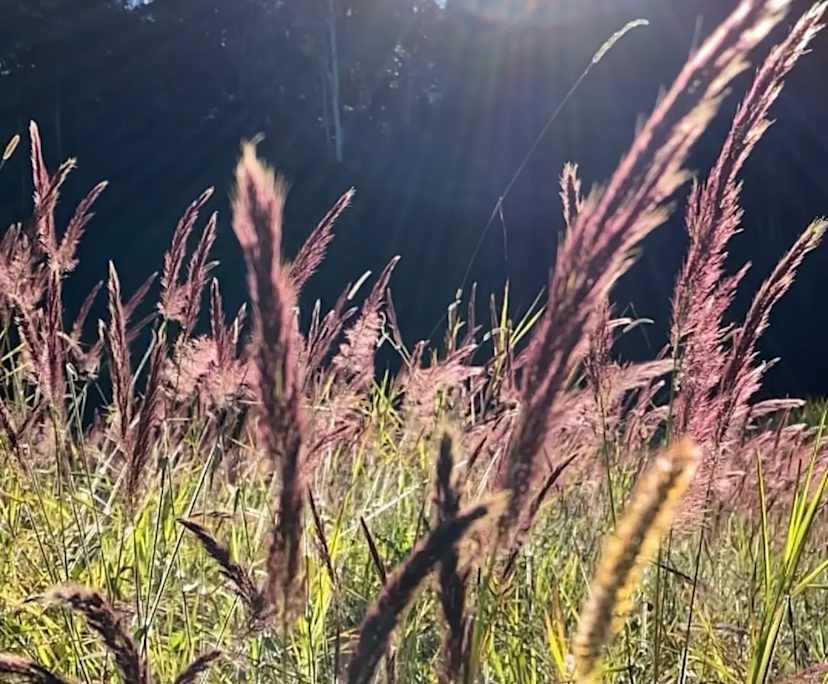 $260, Share-house, 3 bathrooms, Landers Shoot QLD 4555