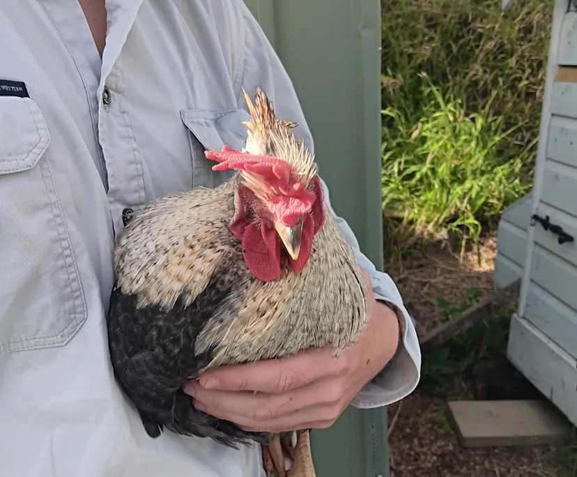 $180, Share-house, 3 bathrooms, Summerholm QLD 4341