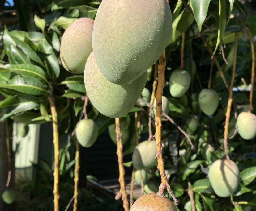 $290-310, Homestay, 2 rooms, Ashmore QLD 4214, Ashmore QLD 4214