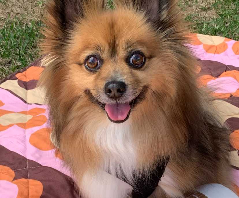 $350, Share-house, 3 bathrooms, Maroochydore QLD 4558