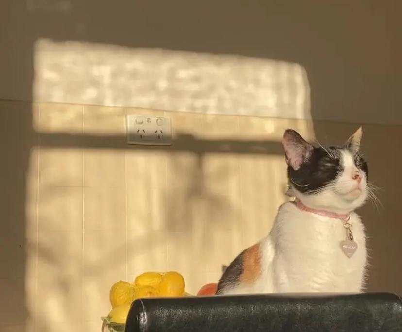 $235, Share-house, 3 bathrooms, Essendon VIC 3040