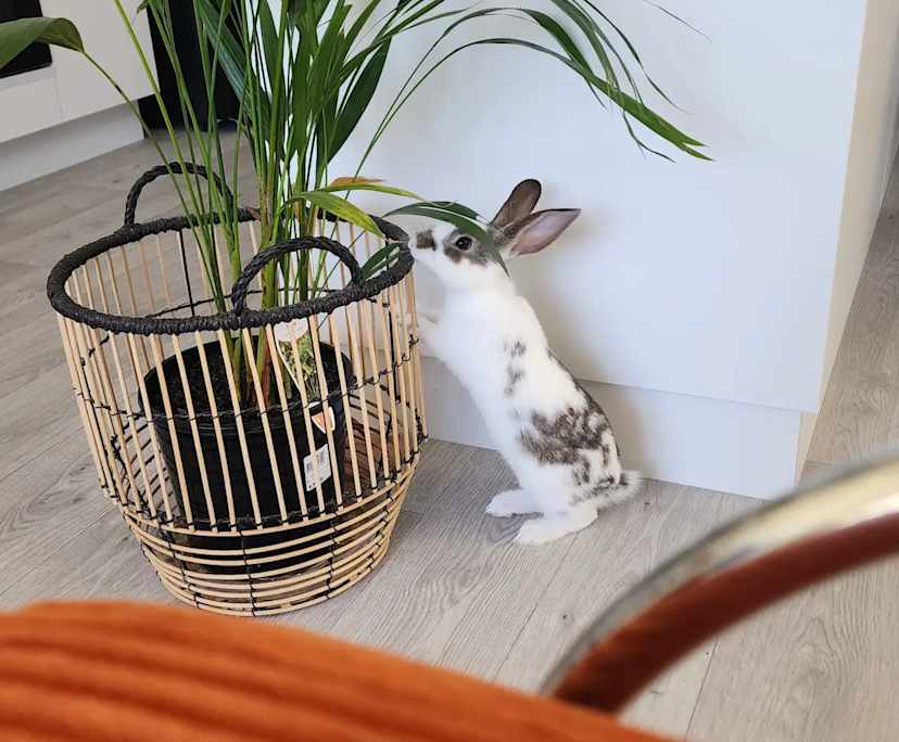 $250, Share-house, 2 bathrooms, Golden Bay WA 6174