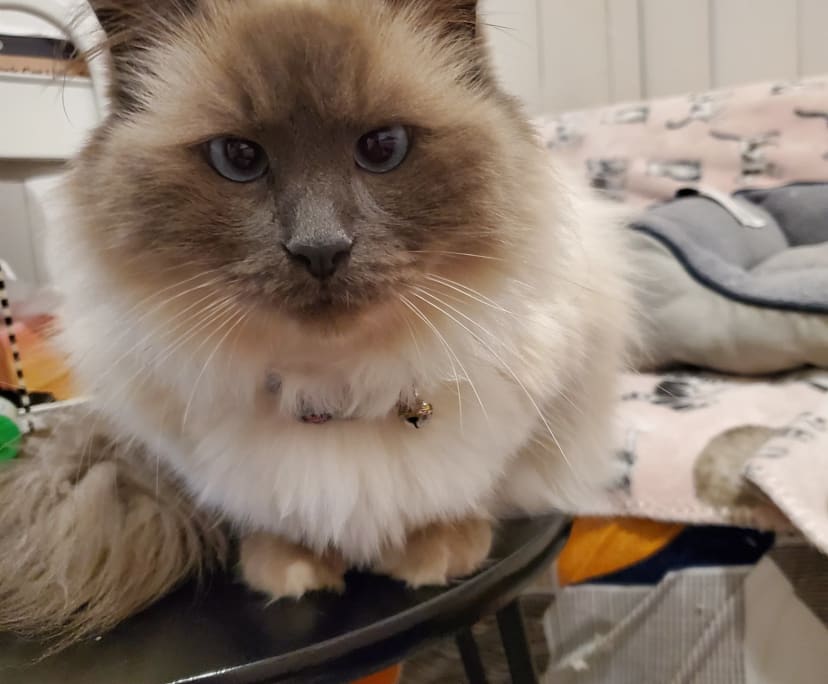 $170, Share-house, 3 bathrooms, Mernda VIC 3754