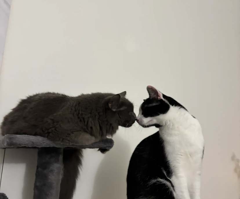 $300, Flatshare, 2 bathrooms, Nundah QLD 4012