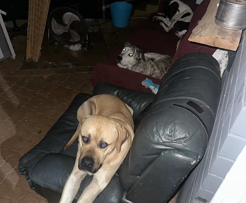 $200, Share-house, 3 bathrooms, Girrawheen WA 6064