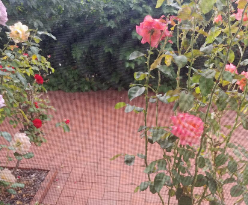 $260, Share-house, 3 bathrooms, Phillip ACT 2606