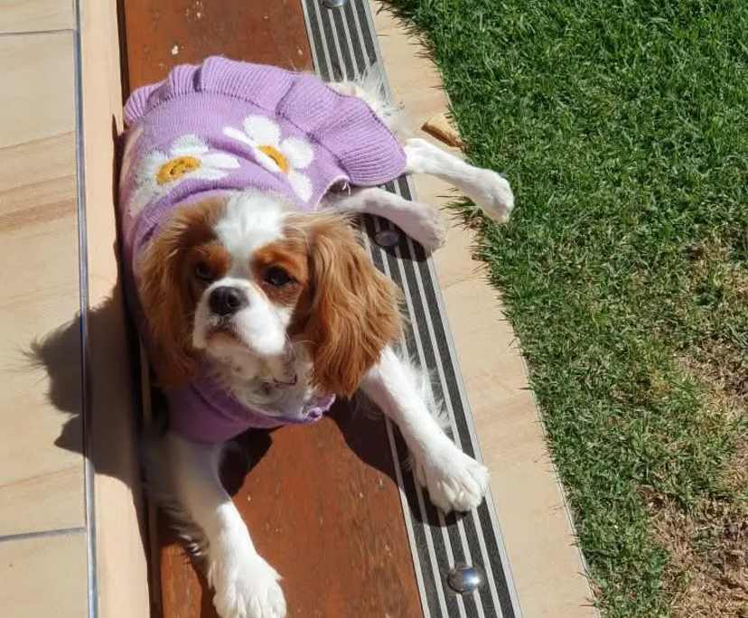 $290, Homestay, 4 bathrooms, Oakey QLD 4401