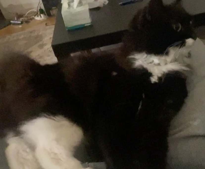 $270, Share-house, 4 bathrooms, Box Hill South VIC 3128