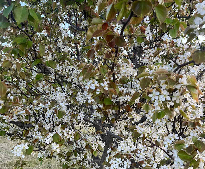 $200-270, Share-house, 2 rooms, Severnlea QLD 4380, Severnlea QLD 4380