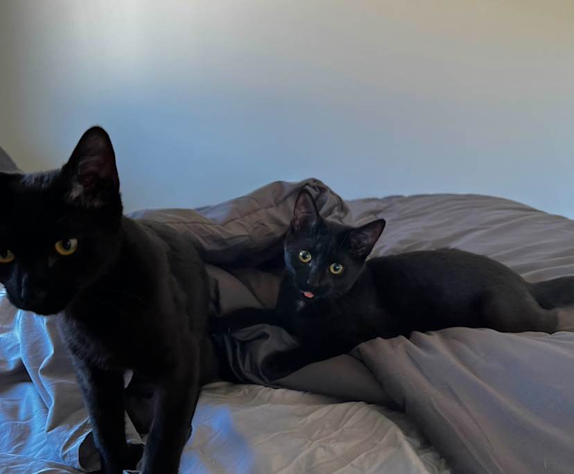 $250, Share-house, 2 rooms, Walloon QLD 4306, Walloon QLD 4306