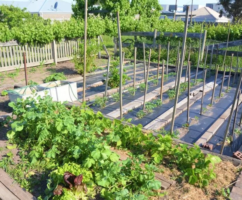 $300, Homestay, 4 bathrooms, Whittington VIC 3219