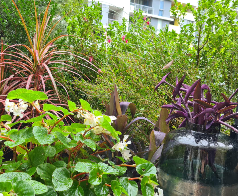 $495, Flatshare, 3 bathrooms, Mascot NSW 2020