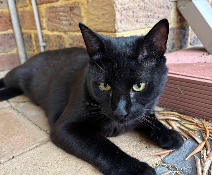 $250, Flatshare, 3 bathrooms, Bicton WA 6157