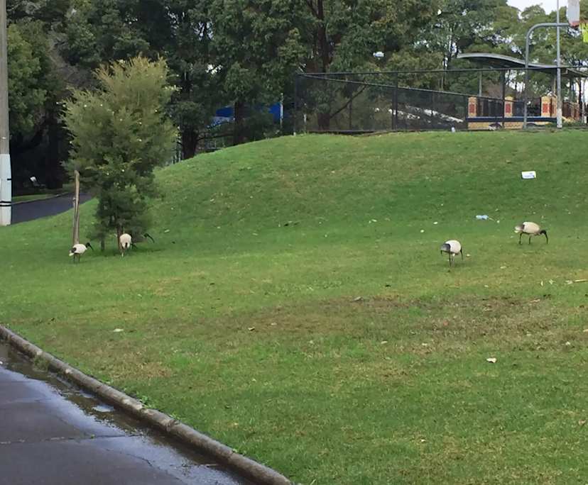 $350, Share-house, 3 bathrooms, Dulwich Hill NSW 2203