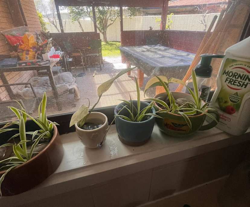 $225, Share-house, 3 bathrooms, Conder ACT 2906