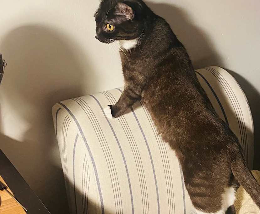 $290, Share-house, 3 bathrooms, Brunswick East VIC 3057