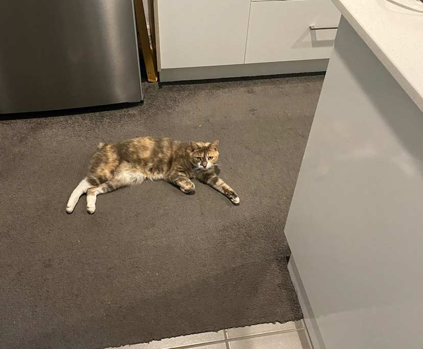 $150, Whole-property, 3 bathrooms, Thomson VIC 3219