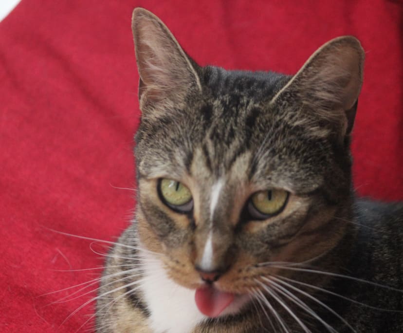 $350, Share-house, 3 bathrooms, Mile End SA 5031