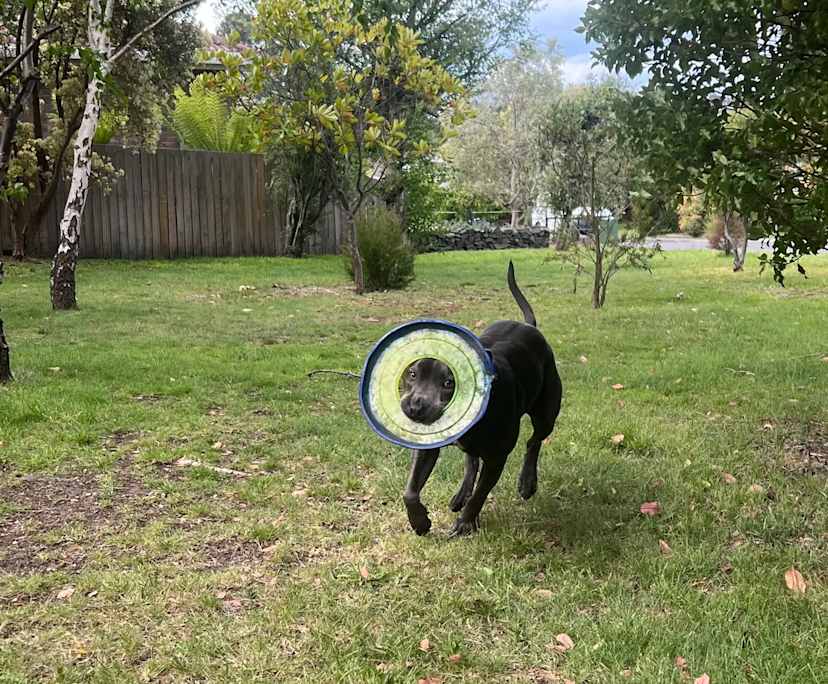 $220, Share-house, 3 bathrooms, Blackmans Bay TAS 7052