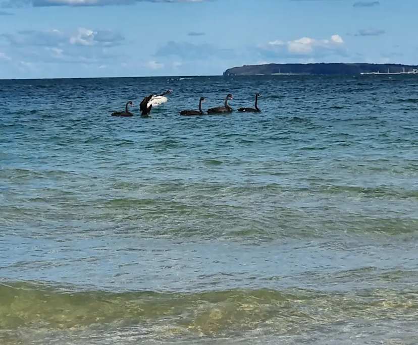 $450, Flatshare, 3 bathrooms, Brighton-Le-Sands NSW 2216