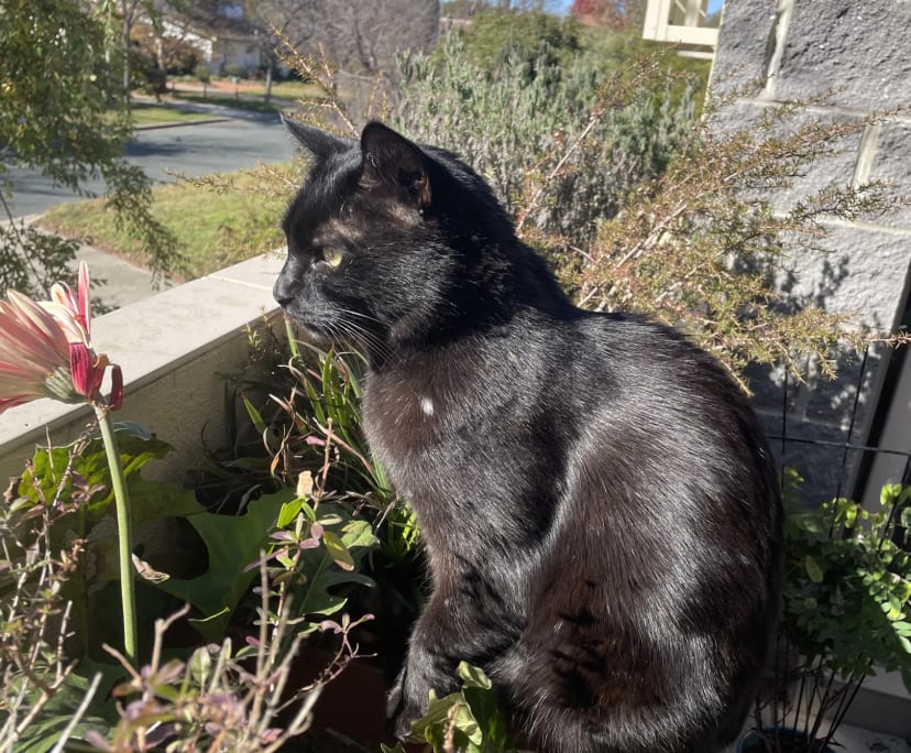 $310, Flatshare, 2 bathrooms, Braddon ACT 2612