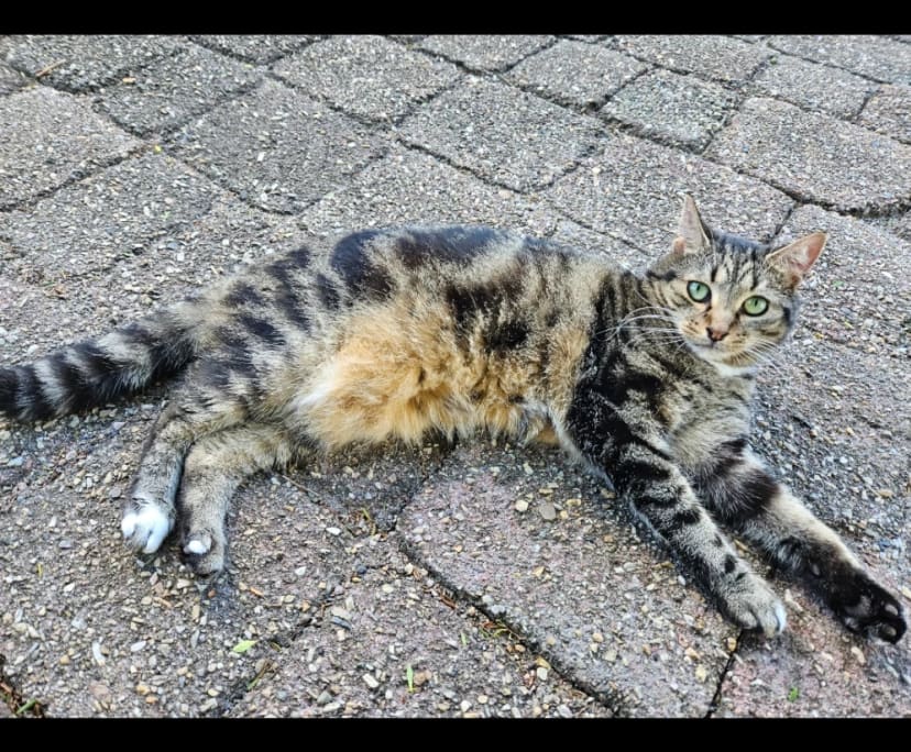 $300, Share-house, 2 rooms, Merrimac QLD 4226, Merrimac QLD 4226