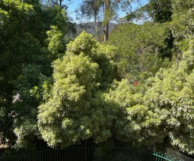 $250, Share-house, 4 bathrooms, Belgrave VIC 3160