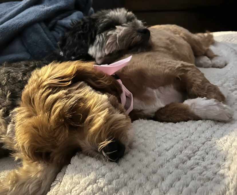 $310, Flatshare, 2 bathrooms, Zillmere QLD 4034