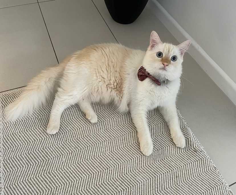 $420, Flatshare, 2 bathrooms, Coorparoo QLD 4151