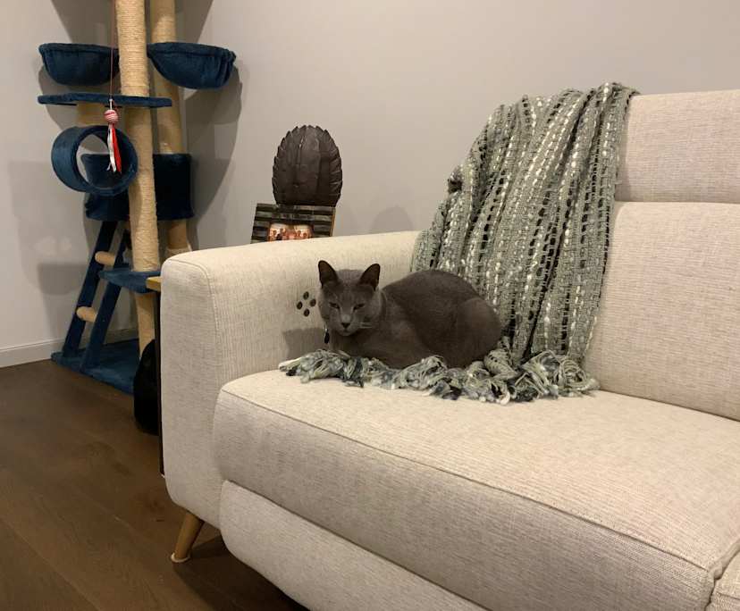 $300, Share-house, 4 bathrooms, Tarneit VIC 3029