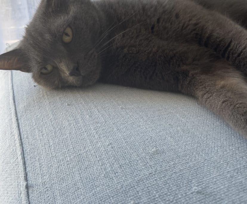 $350, Flatshare, 2 bathrooms, Tweed Heads NSW 2485