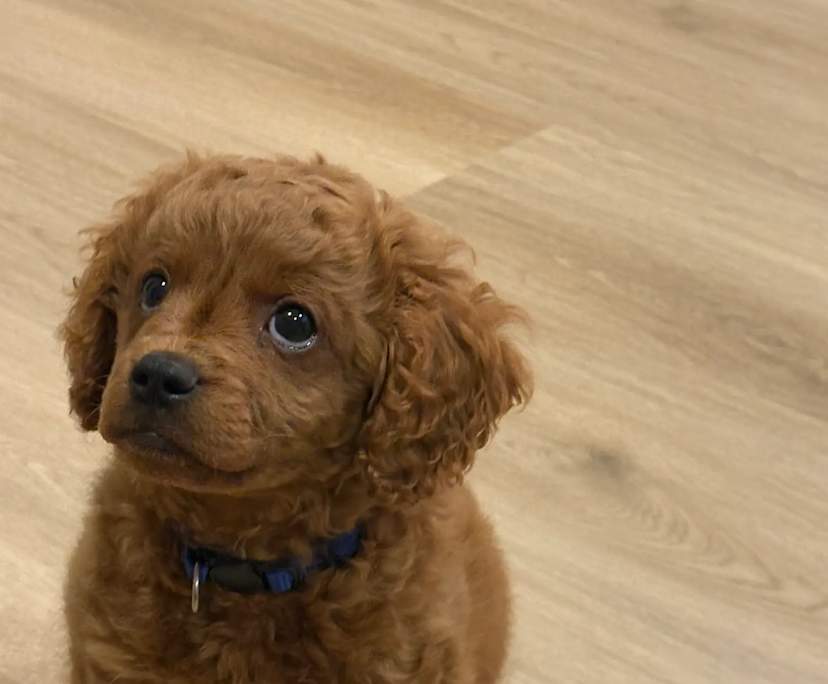 $280, Share-house, 3 bathrooms, Thomastown VIC 3074