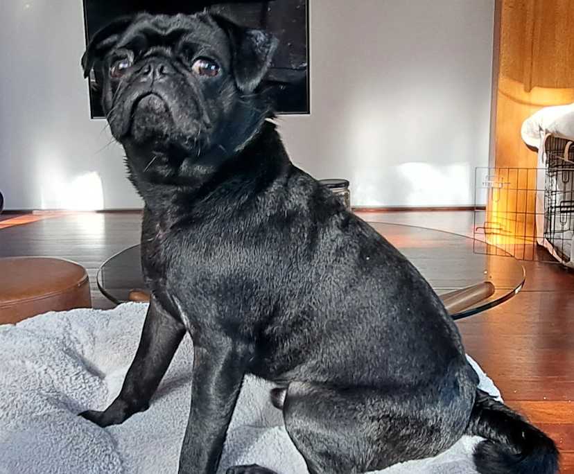 $300, Share-house, 3 bathrooms, Bowen Mountain NSW 2753