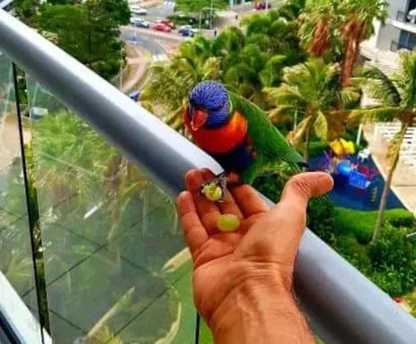 $500, Flatshare, 2 bathrooms, Surfers Paradise QLD 4217