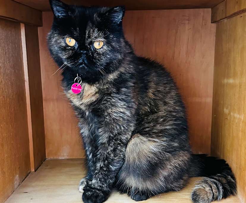 $600, Share-house, 2 bathrooms, South Coogee NSW 2034