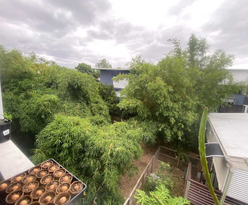 $200, Flatshare, 3 bathrooms, Yeronga QLD 4104