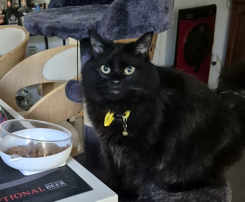 $350, Share-house, 3 bathrooms, Boondall QLD 4034