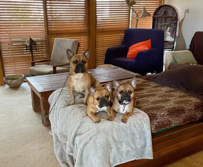 $350, Share-house, 3 bathrooms, Avalon Beach NSW 2107