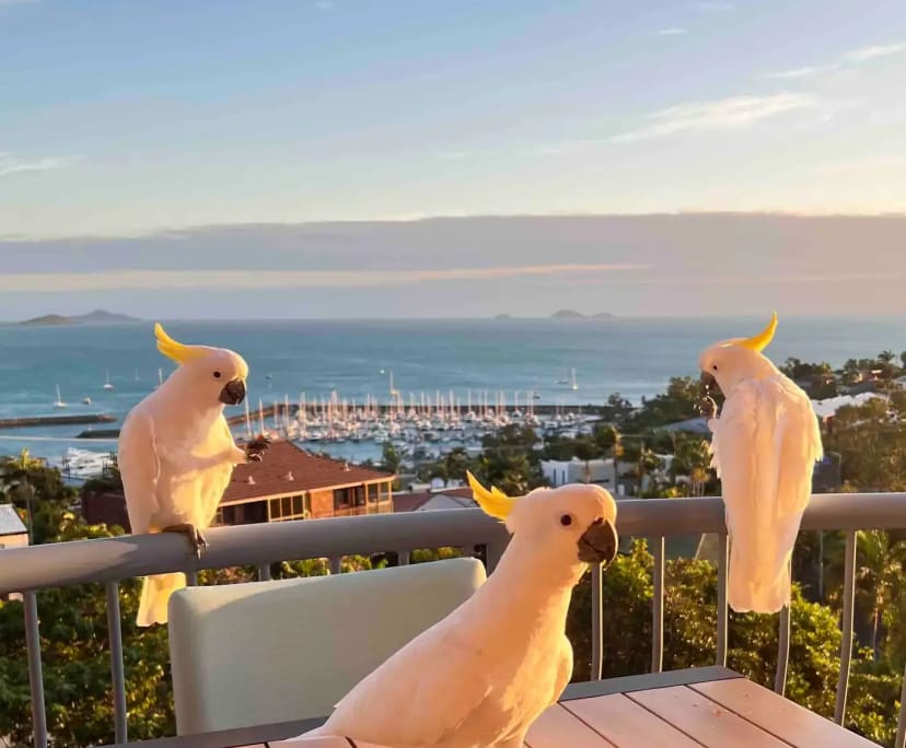 $370, Flatshare, 3 bathrooms, Airlie Beach QLD 4802