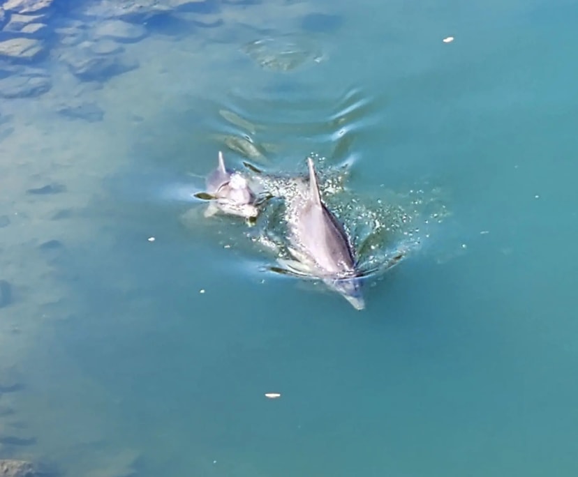 $290, Homestay, 4 bathrooms, Port Adelaide SA 5015