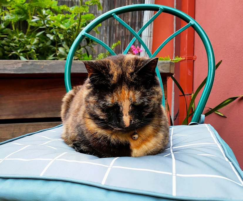 $250, Share-house, 4 bathrooms, Templestowe Lower VIC 3107