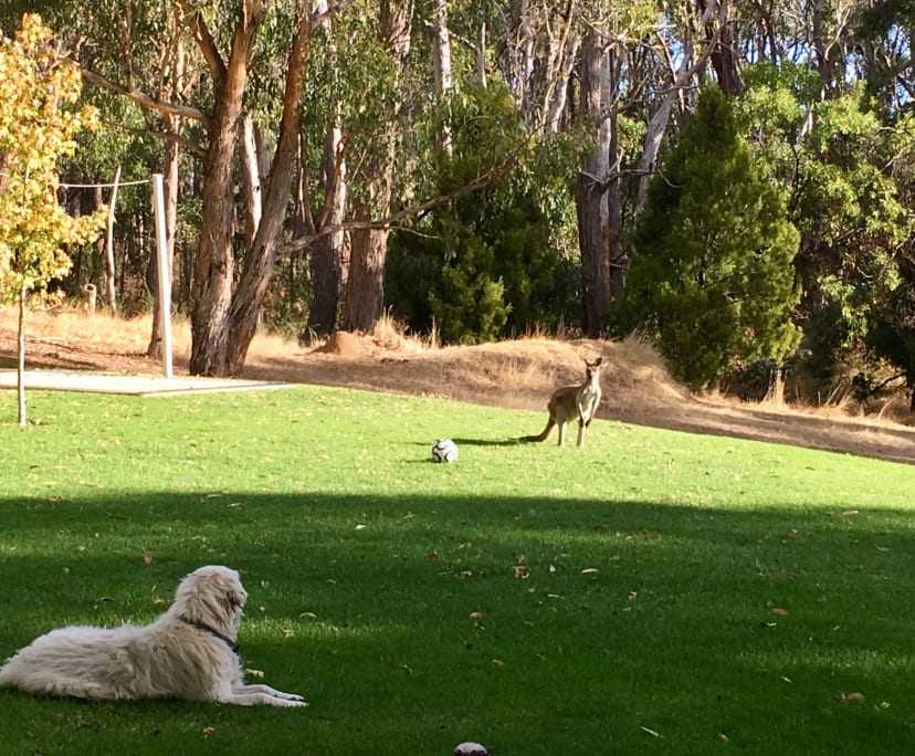 $235, Share-house, 2 bathrooms, Verdun SA 5245