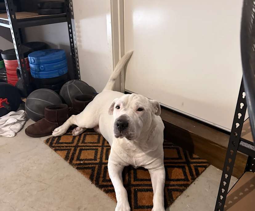 $240, Share-house, 3 bathrooms, Clyde North VIC 3978