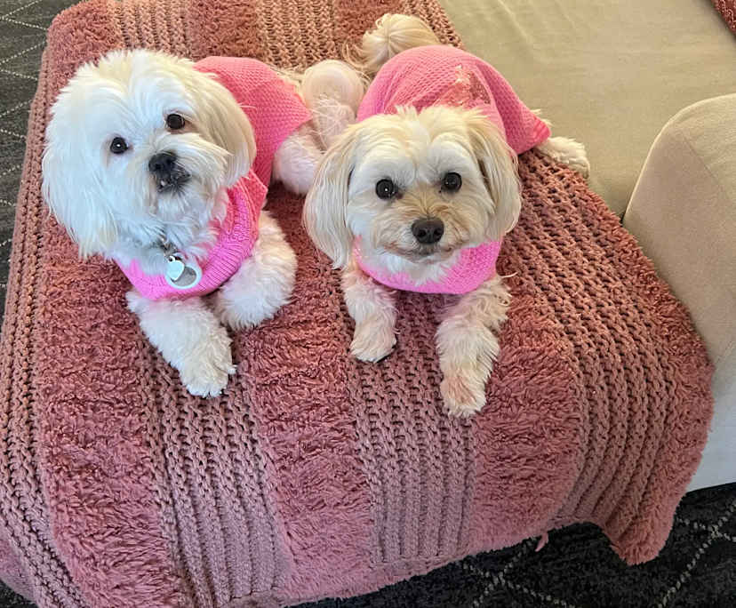 $340, Student-accommodation, 6 bathrooms, Molendinar QLD 4214