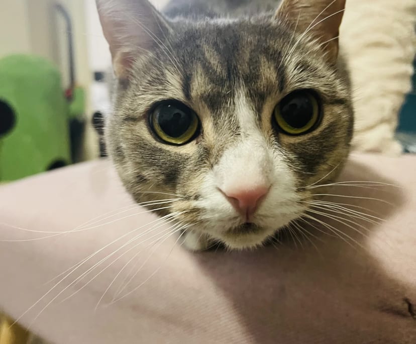 $360, Flatshare, 2 bathrooms, East Perth WA 6004